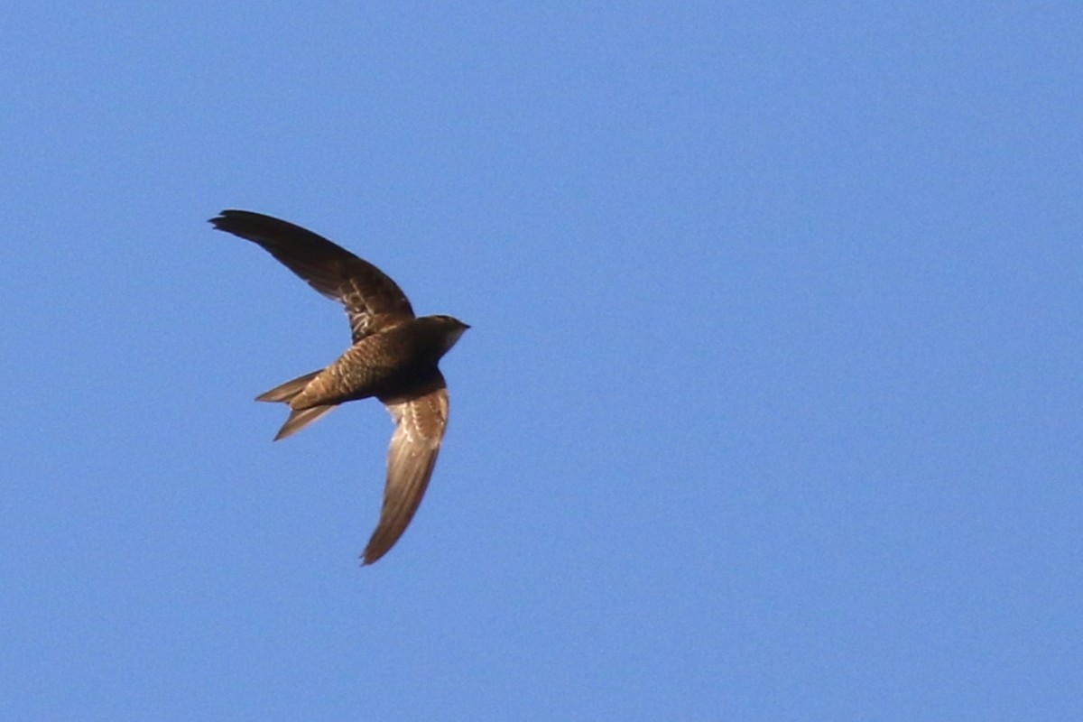 African Swift (African) - ML523319851