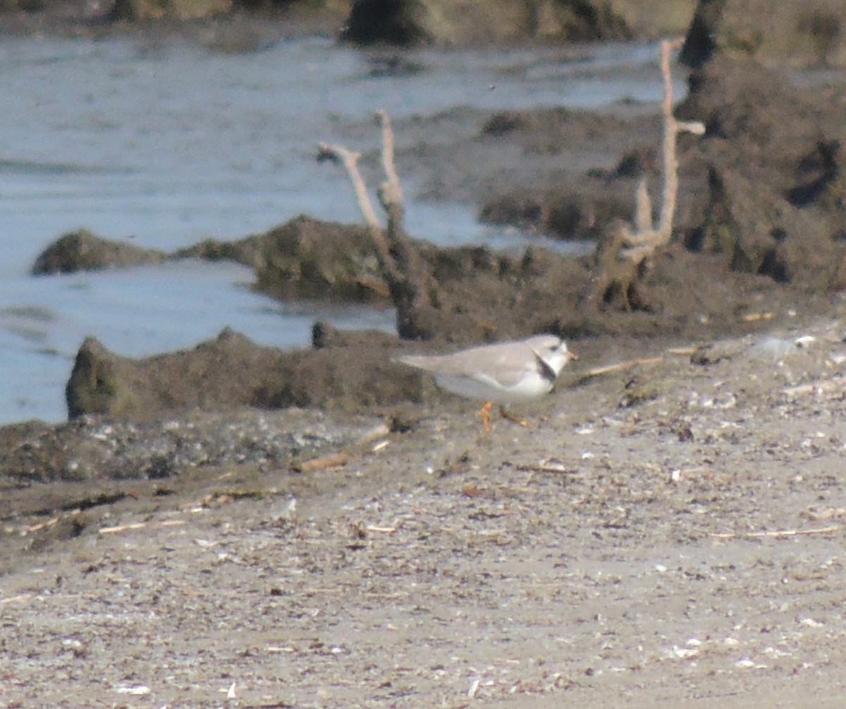 Piping Plover - ML523327161