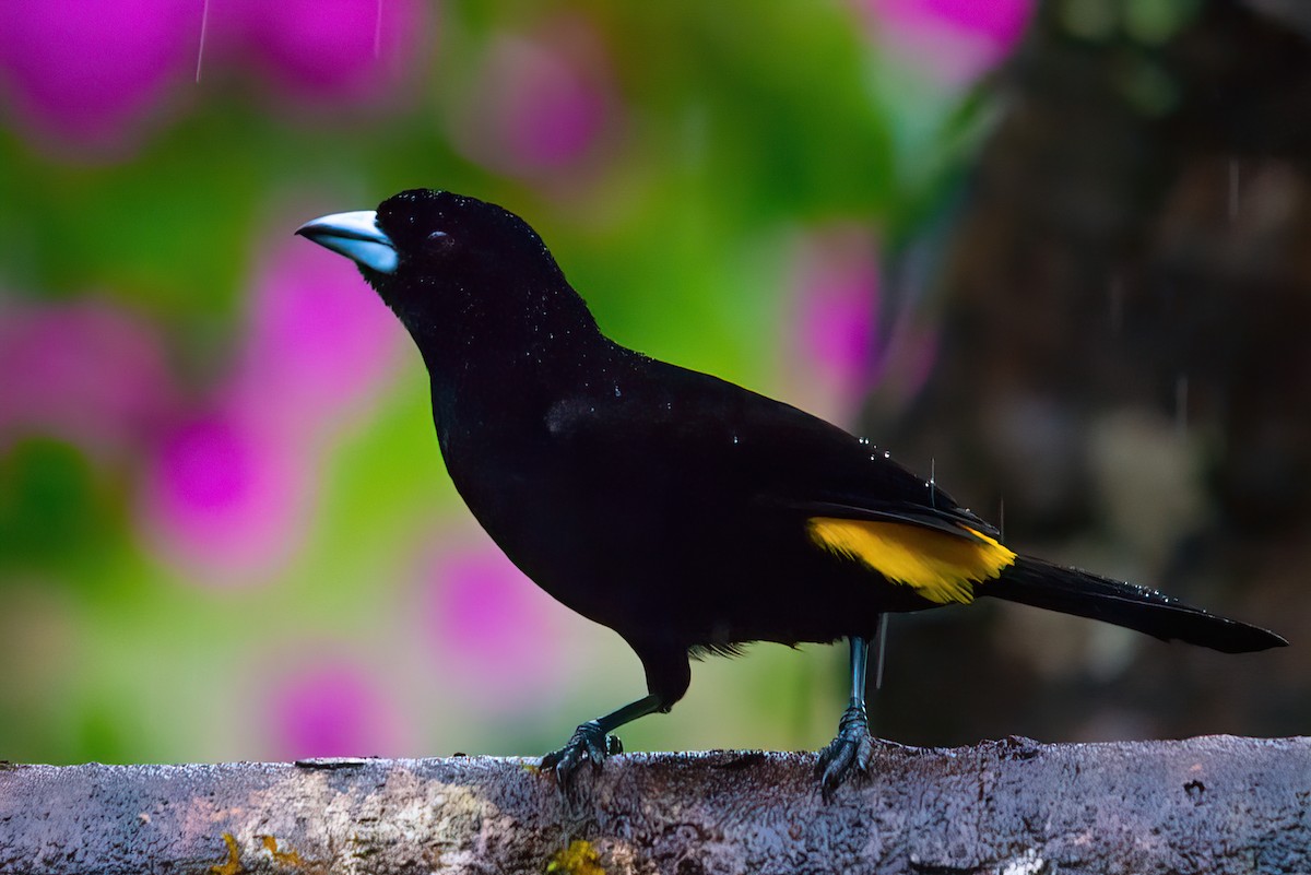Flame-rumped Tanager - ML523328431