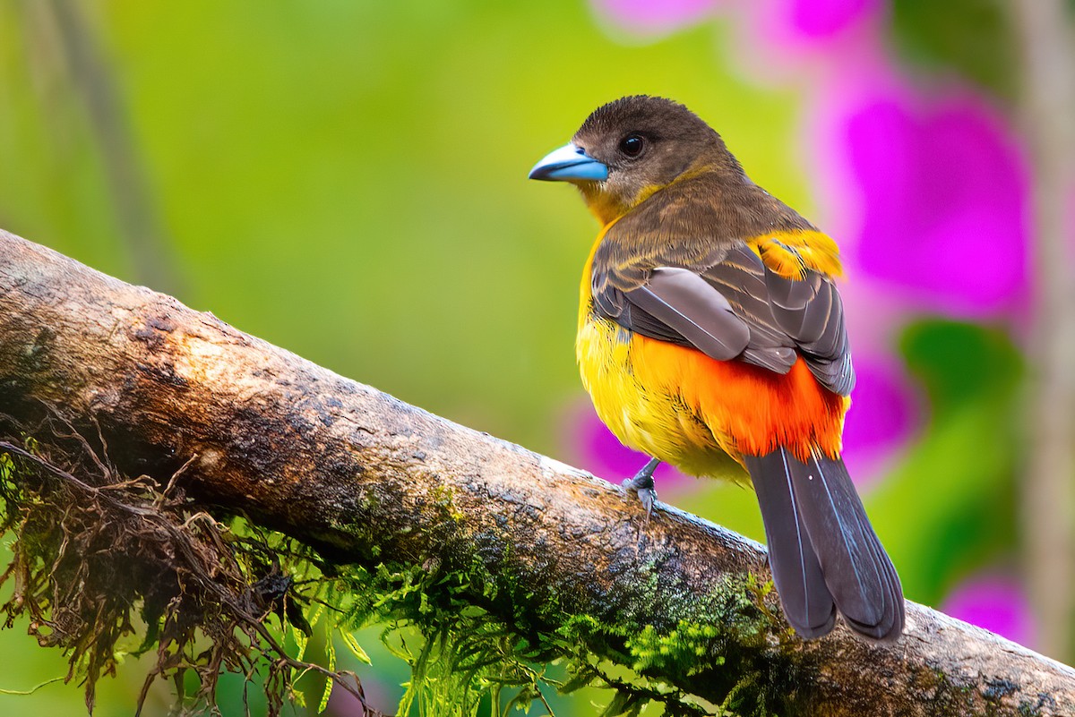 Flame-rumped Tanager - ML523328461