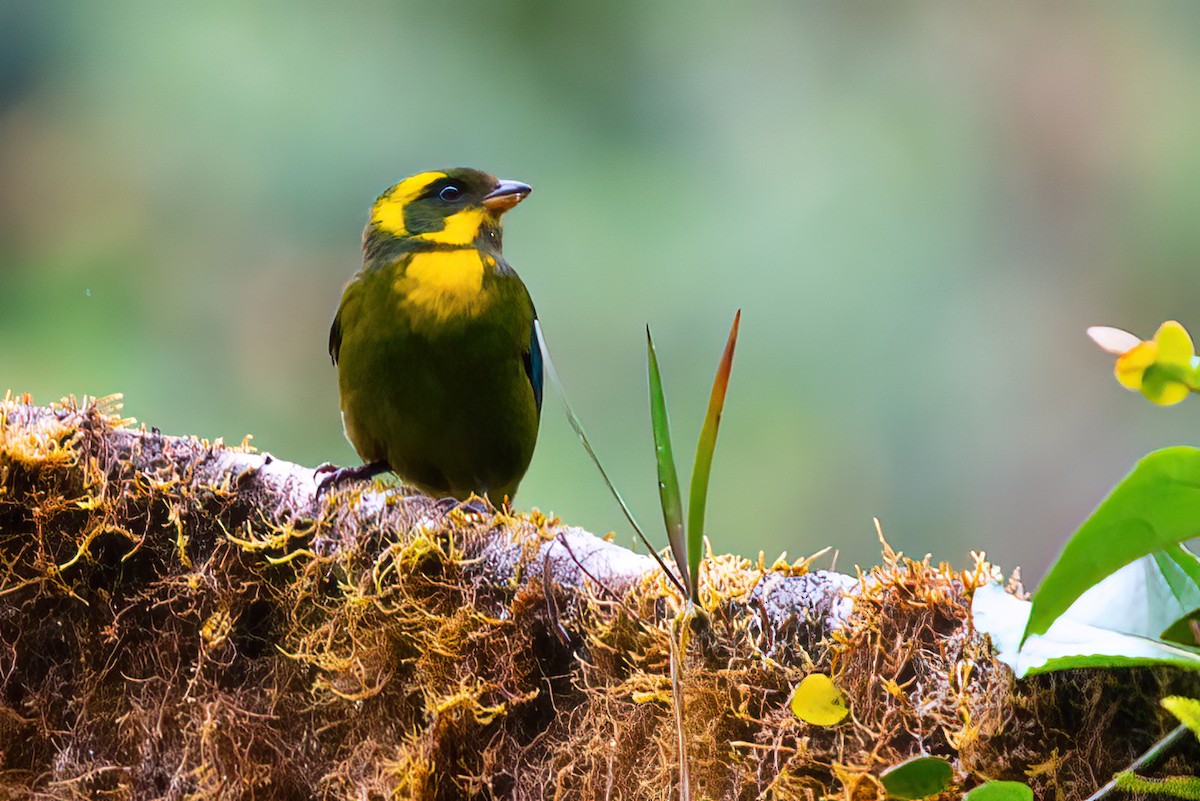 Gold-ringed Tanager - ML523329281