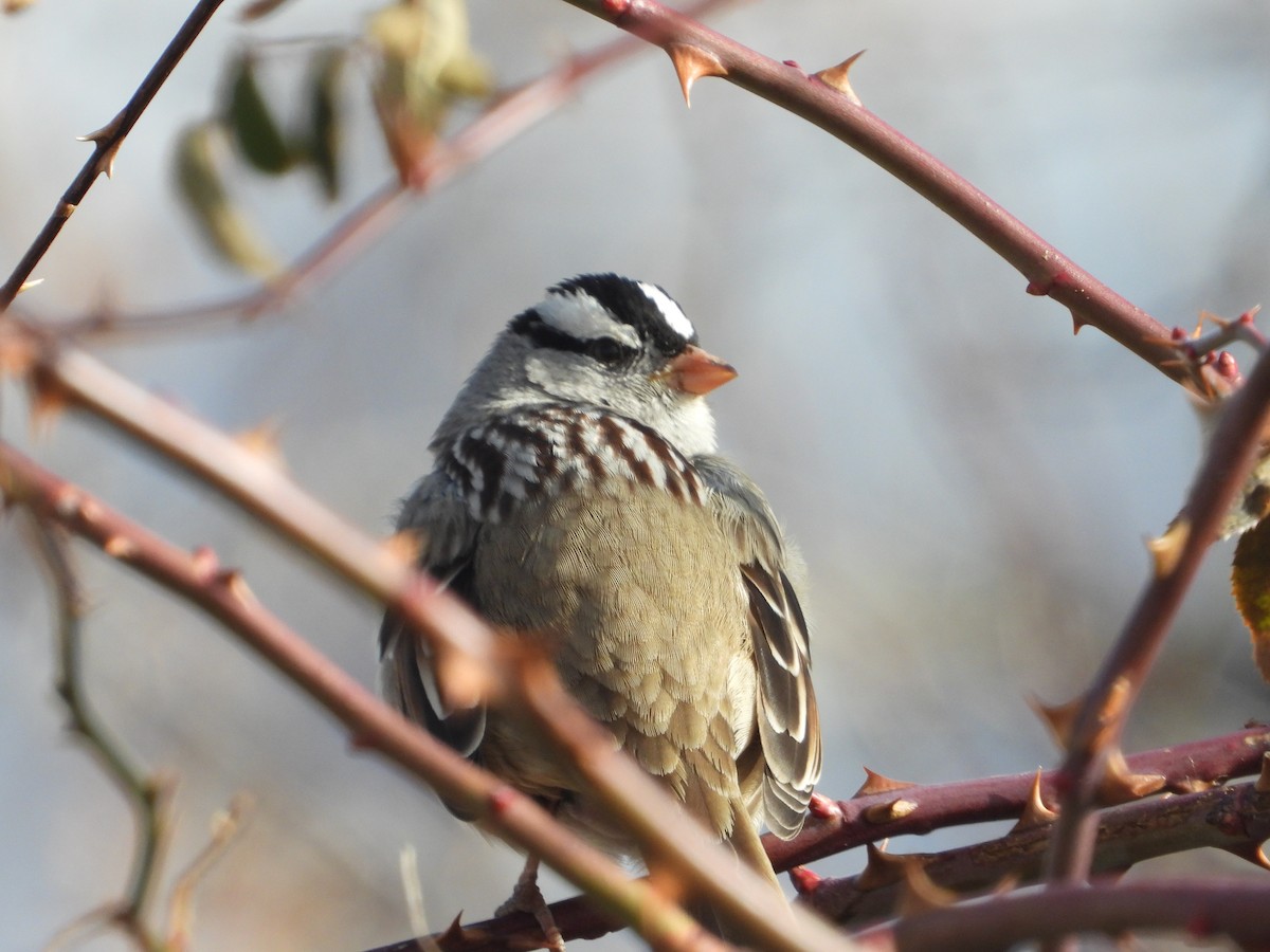 White-crowned Sparrow - ML523336701