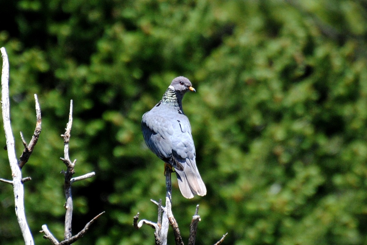 Band-tailed Pigeon - ML523337791