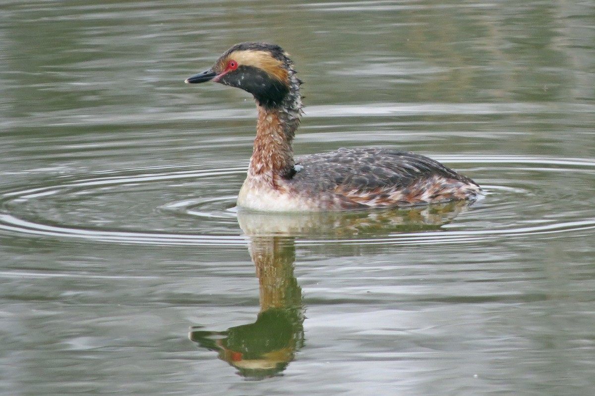 Horned Grebe - Terry Lodge