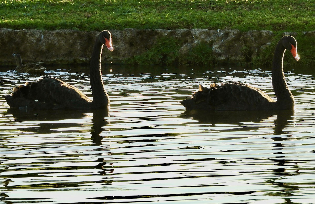 Ebird Checklist - 8 Jan 2023 - Aulani, A Disney Resort - 14 Species (+1 