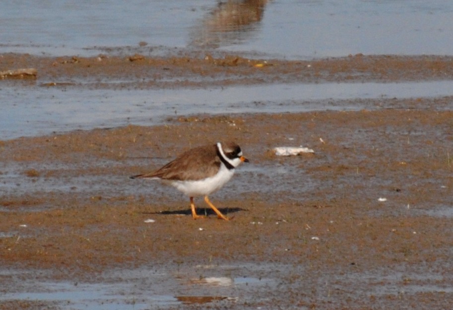 Semipalmated Plover - ML523346971