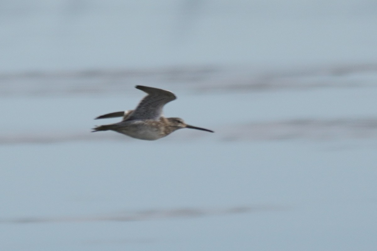 Long-billed Dowitcher - ML523347861