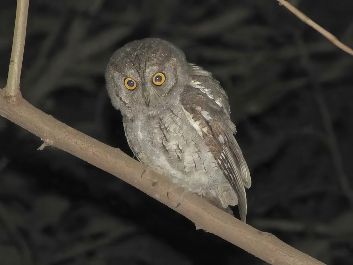 Oriental Scops-Owl - Blair Bernson