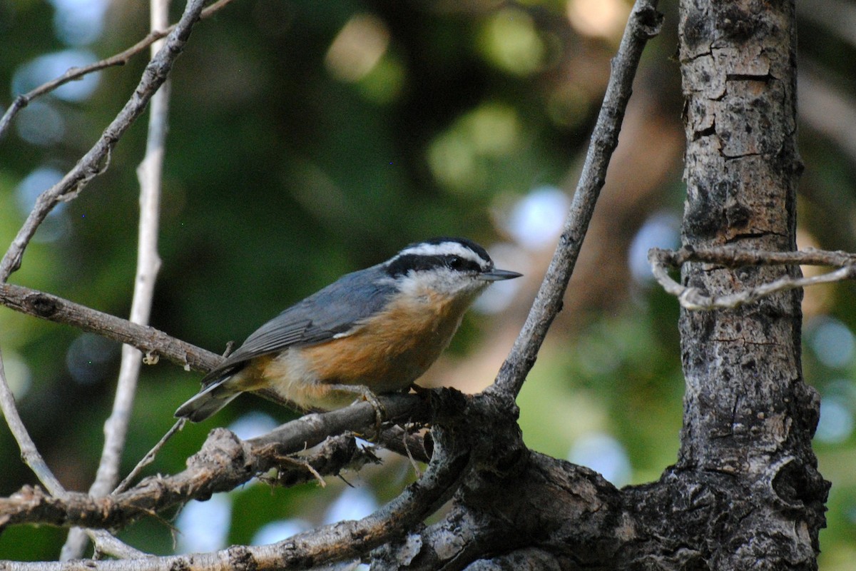 Red-breasted Nuthatch - ML523350271