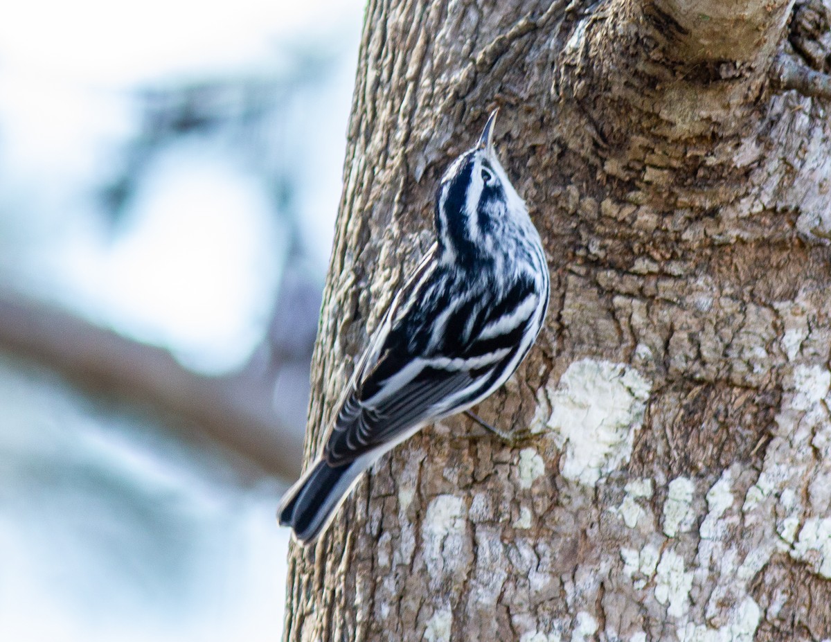Black-and-white Warbler - ML523352521