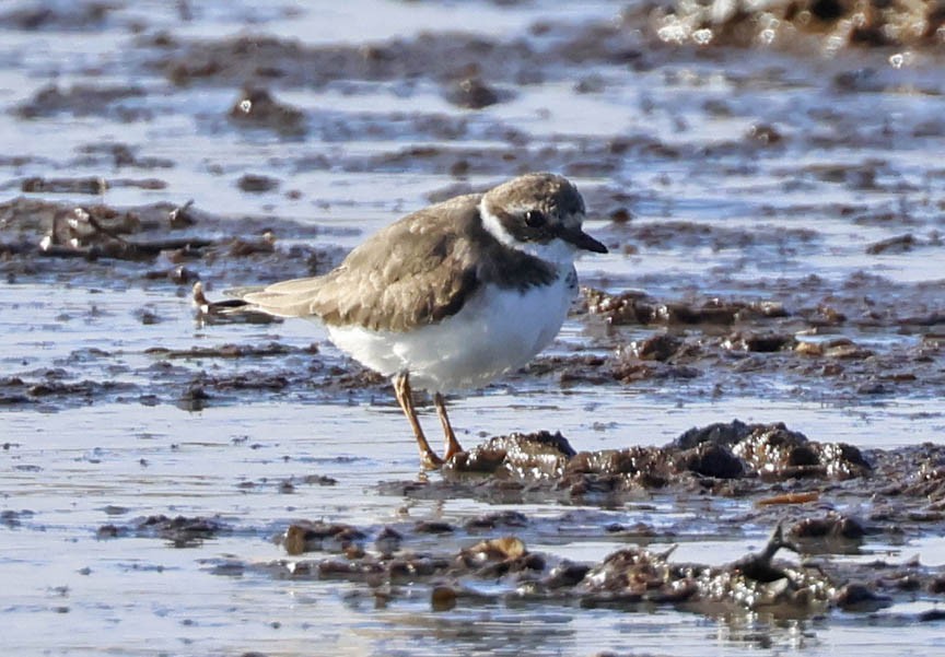 Common Ringed Plover - ML523356351
