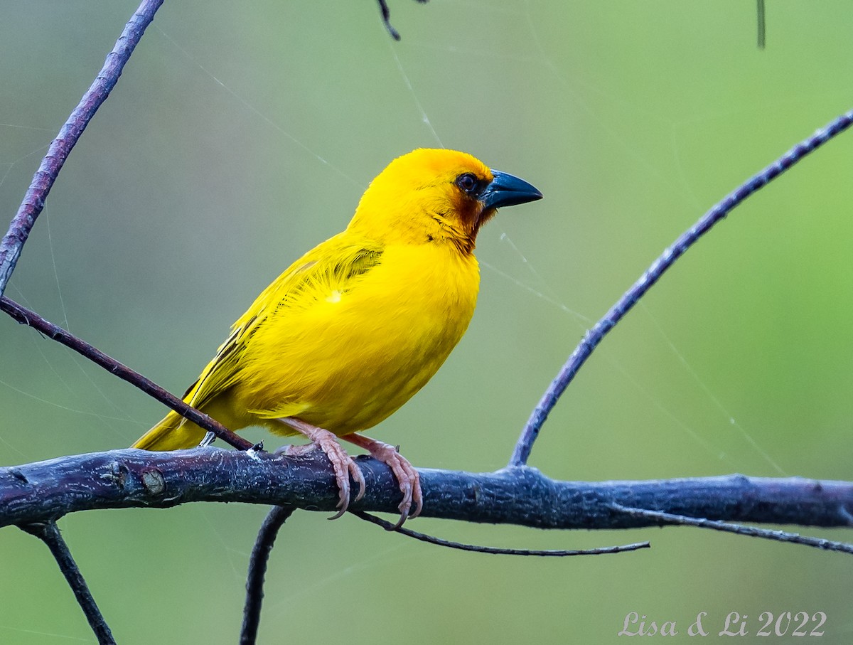 Southern Brown-throated Weaver - ML523360031