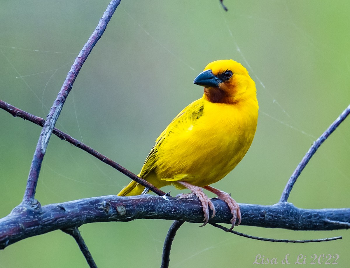 Southern Brown-throated Weaver - ML523360231