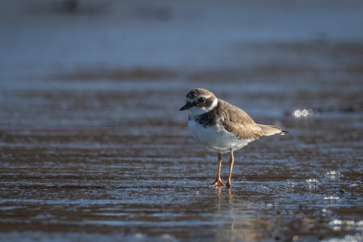 Common Ringed Plover - ML523360441