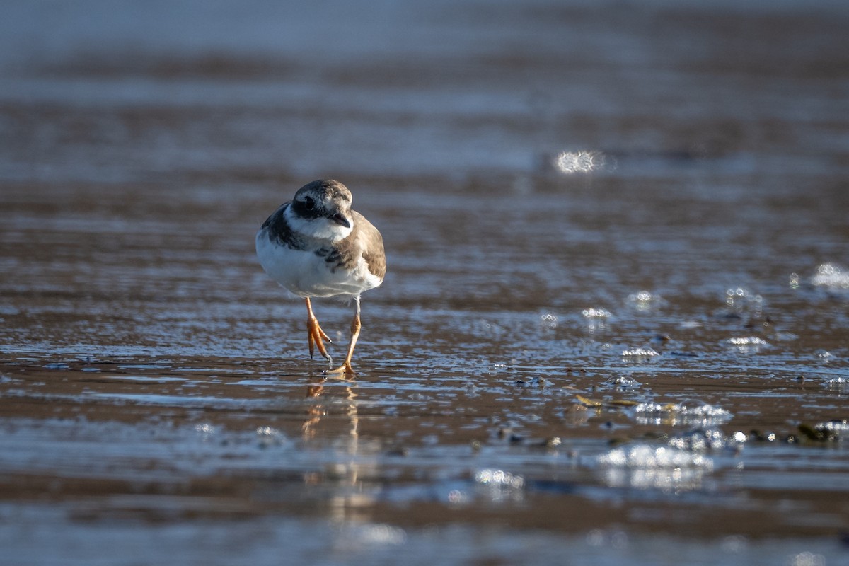 Common Ringed Plover - ML523360451