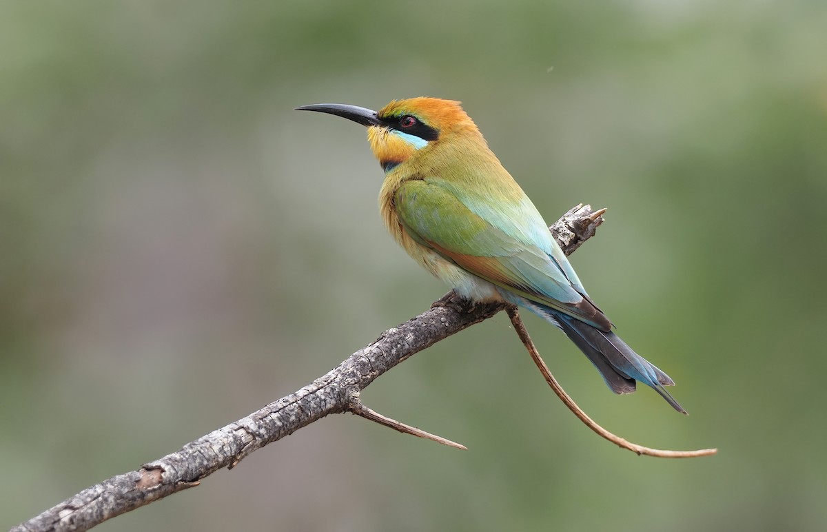 Rainbow Bee-eater - ML523362391