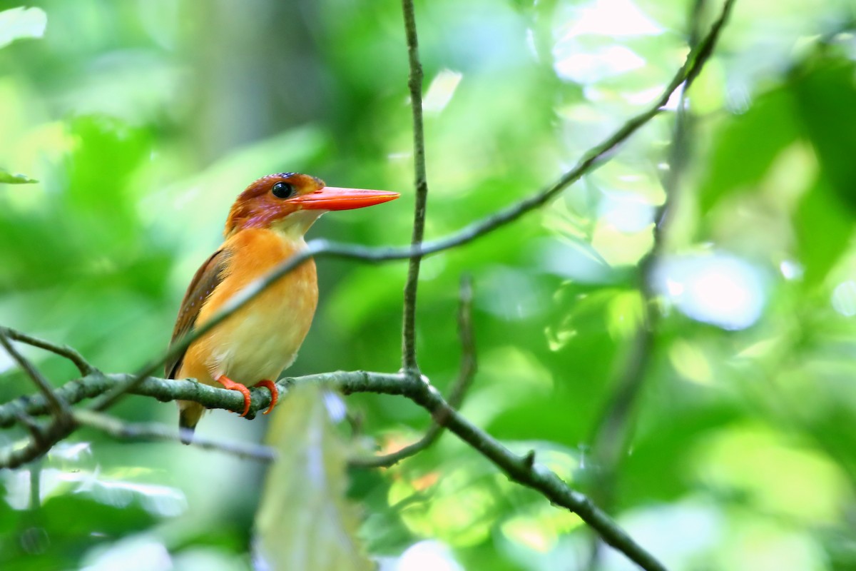 Sulawesi Dwarf-Kingfisher - ML523364021