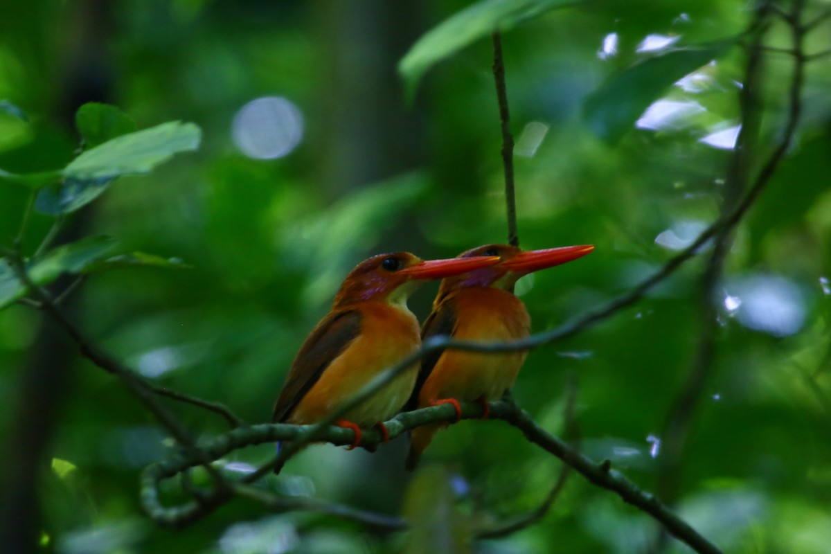 Sulawesi Dwarf-Kingfisher - ML523364031