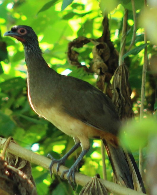 West Mexican Chachalaca - ML523367021