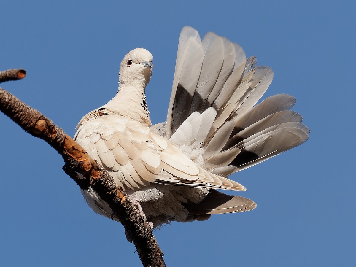 African Collared-Dove (Domestic type or Ringed Turtle-Dove) - Pierre Deviche