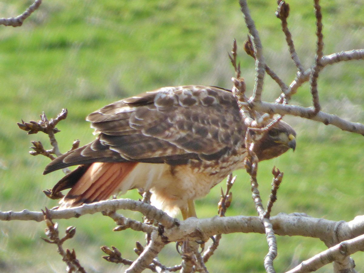 Red-tailed Hawk - ML52336911