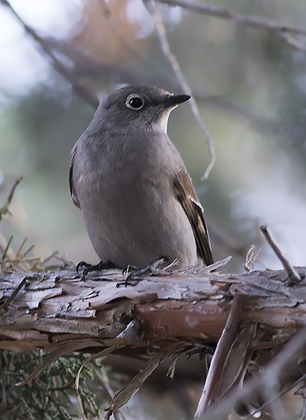 Townsend's Solitaire - Brad Singer