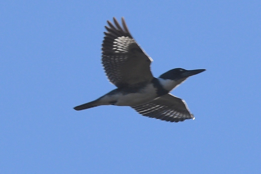 Belted Kingfisher - ML523371531