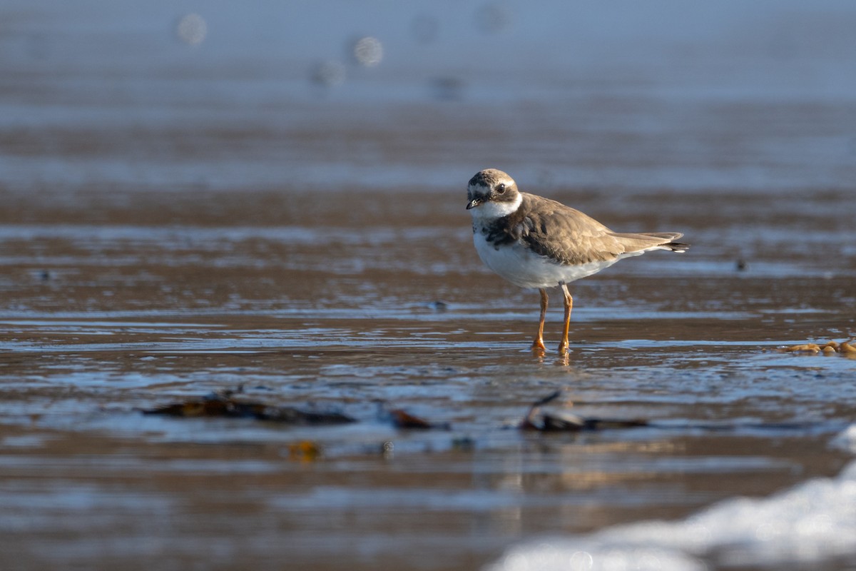 Common Ringed Plover - ML523376521