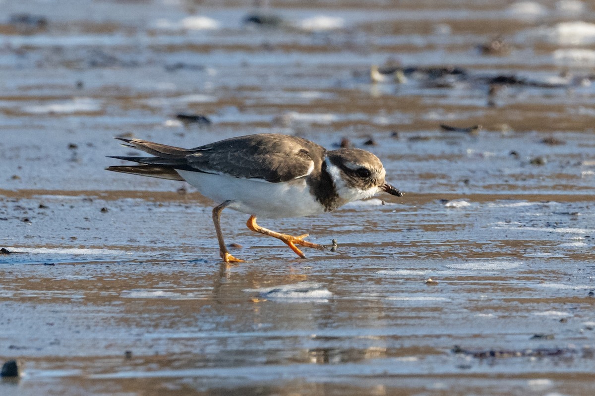 Common Ringed Plover - ML523376531