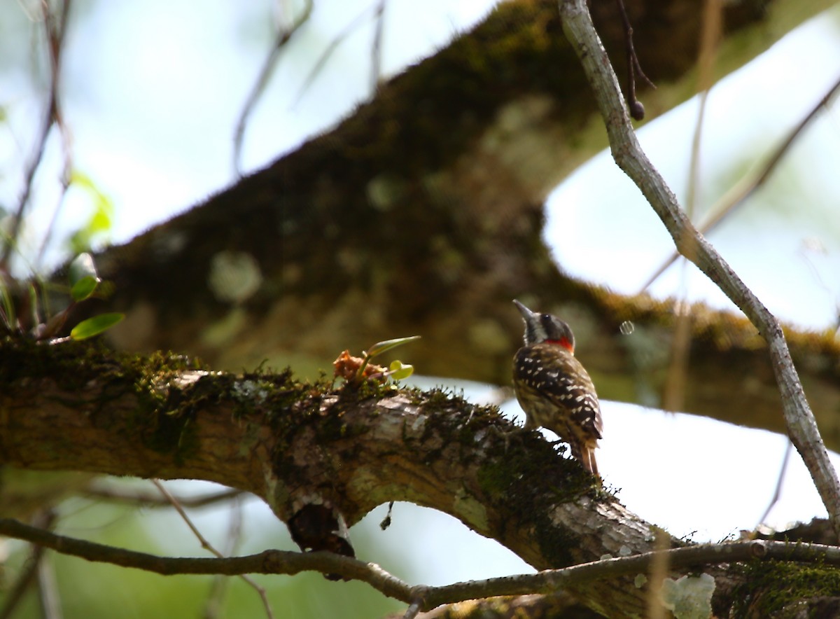 Sulawesi Pygmy Woodpecker - ML523377361