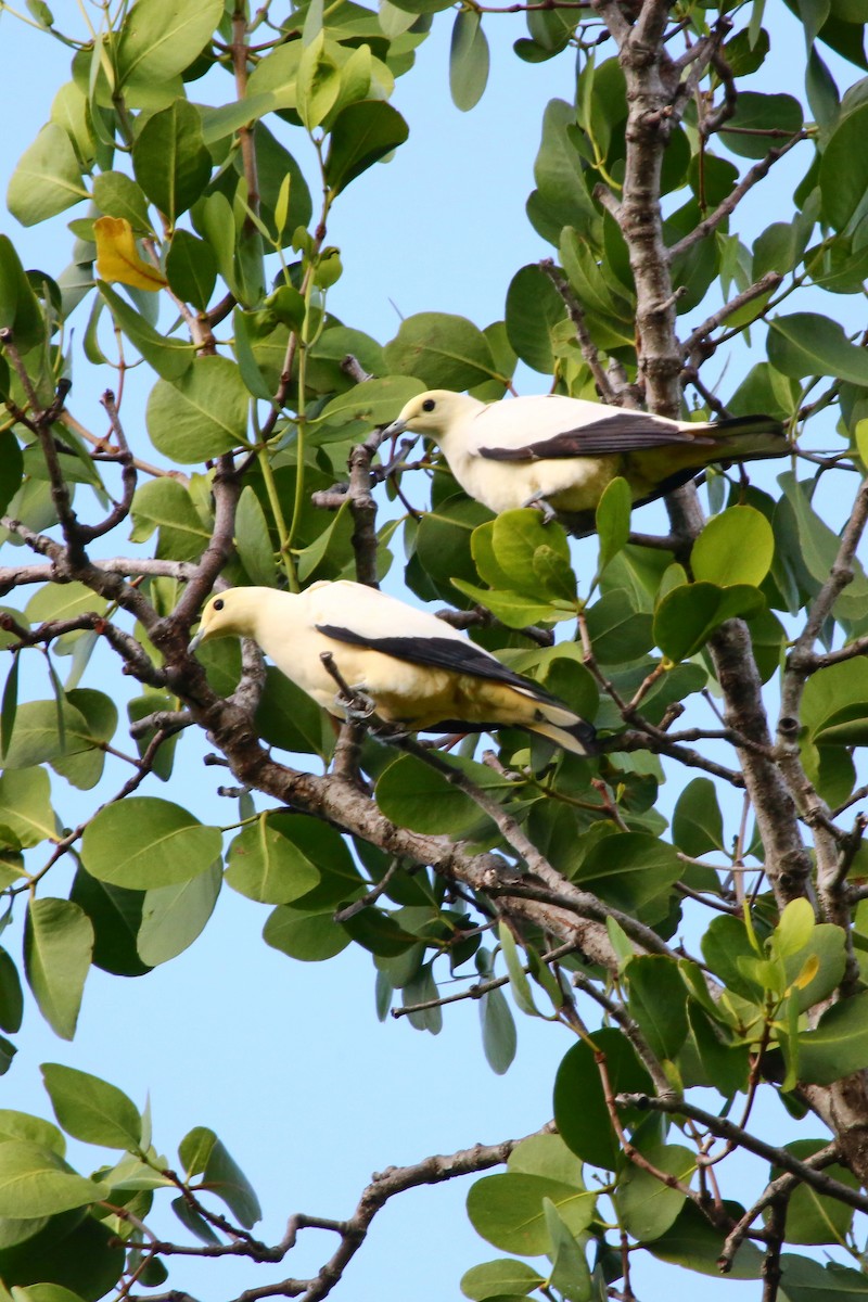 Pied Imperial-Pigeon - ML523377621