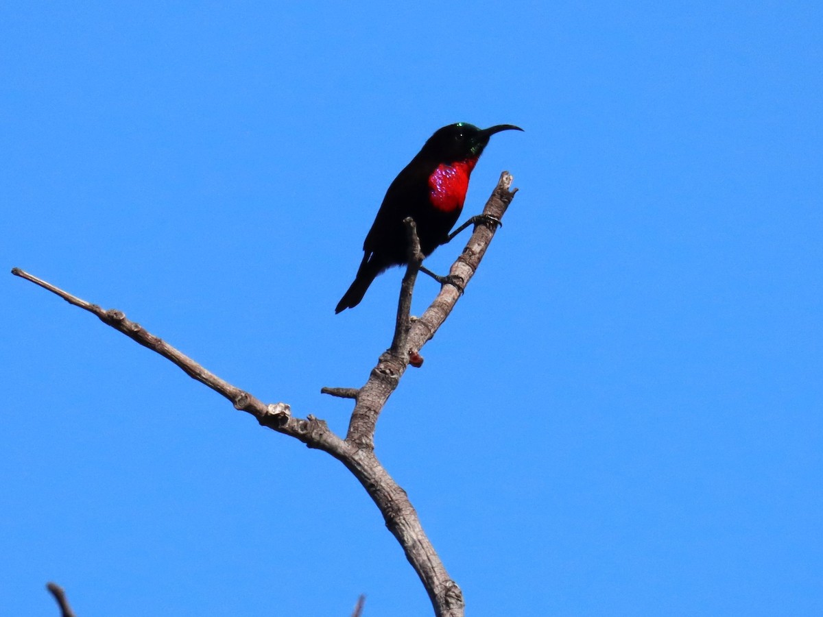 Scarlet-chested Sunbird - ML523378881