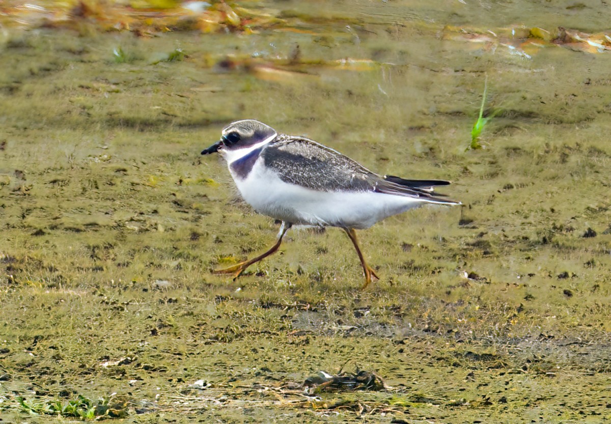 Common Ringed Plover - ML523378941