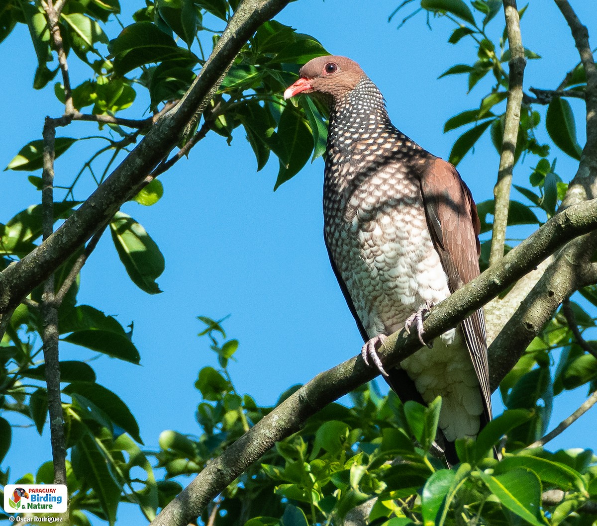 Scaled Pigeon - ML523381201