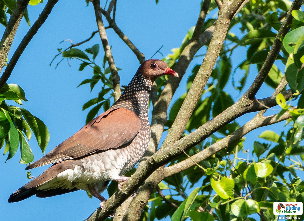 Scaled Pigeon - Oscar  Rodriguez CON-Paraguay Birding & Nature