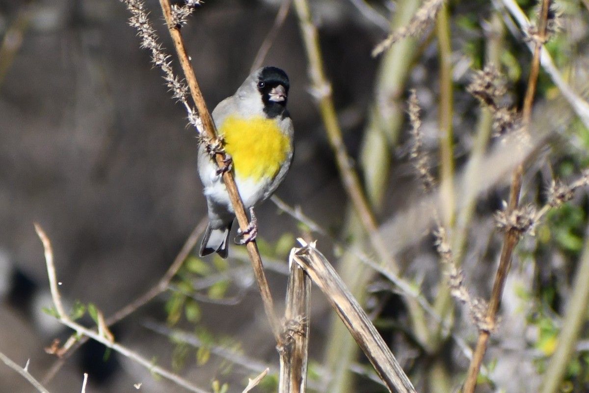 Lawrence's Goldfinch - ML523382481