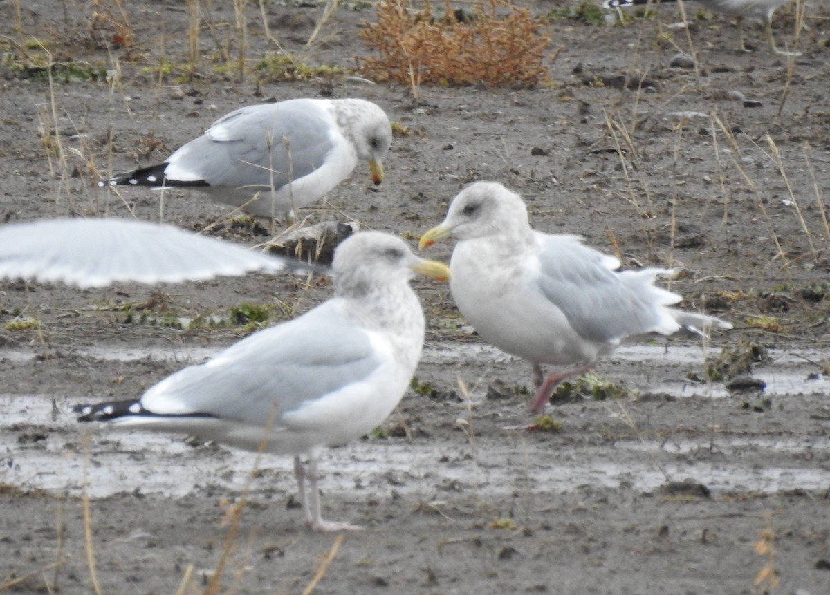 eBird Checklist 12 Jan 2023 Asotin County Regional Landfill 4 species