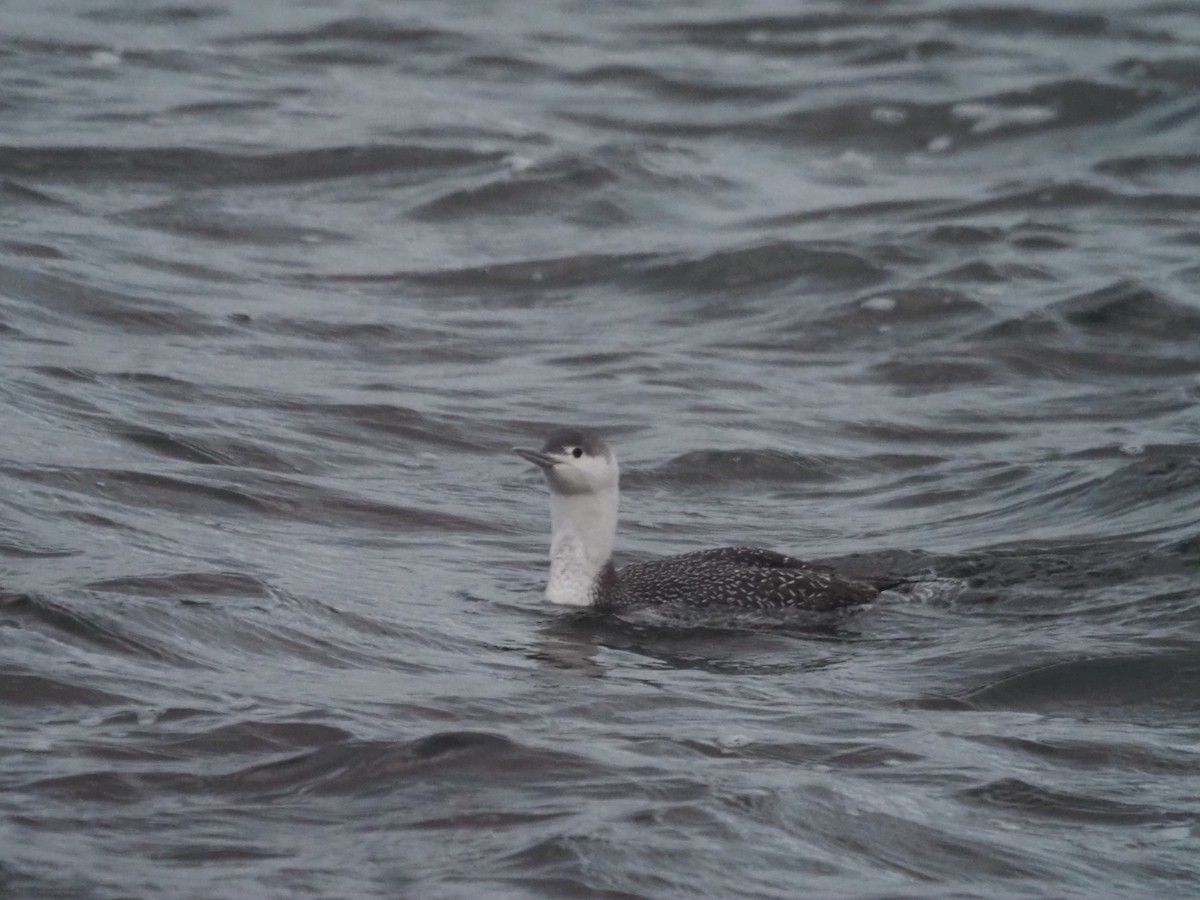 Red-throated Loon - ML523391421