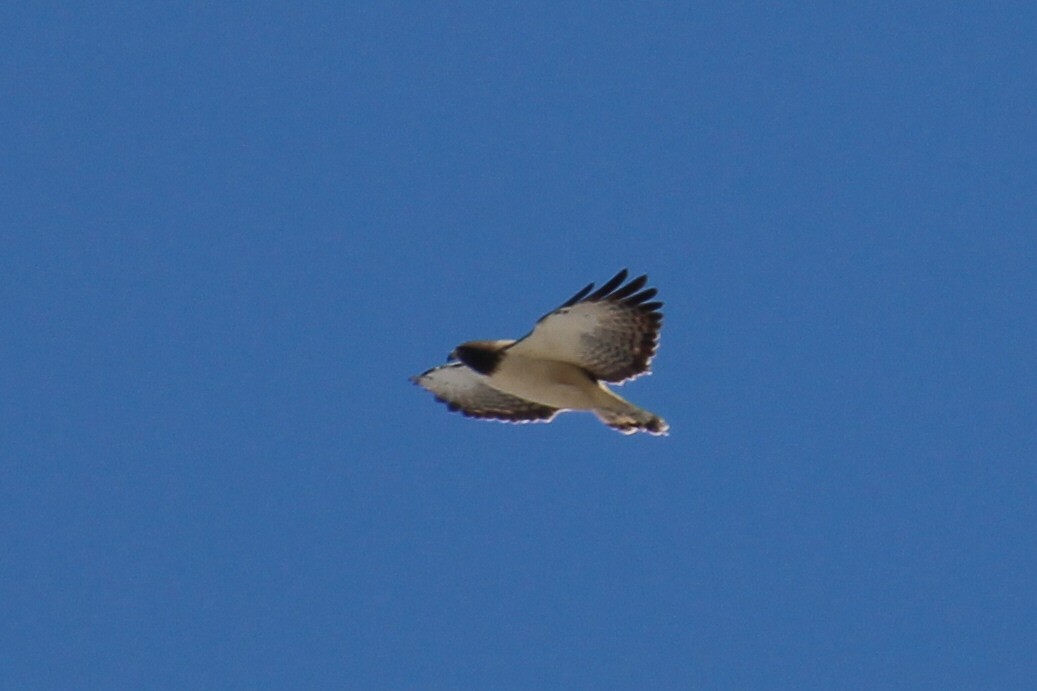 Short-tailed Hawk - ML52339591