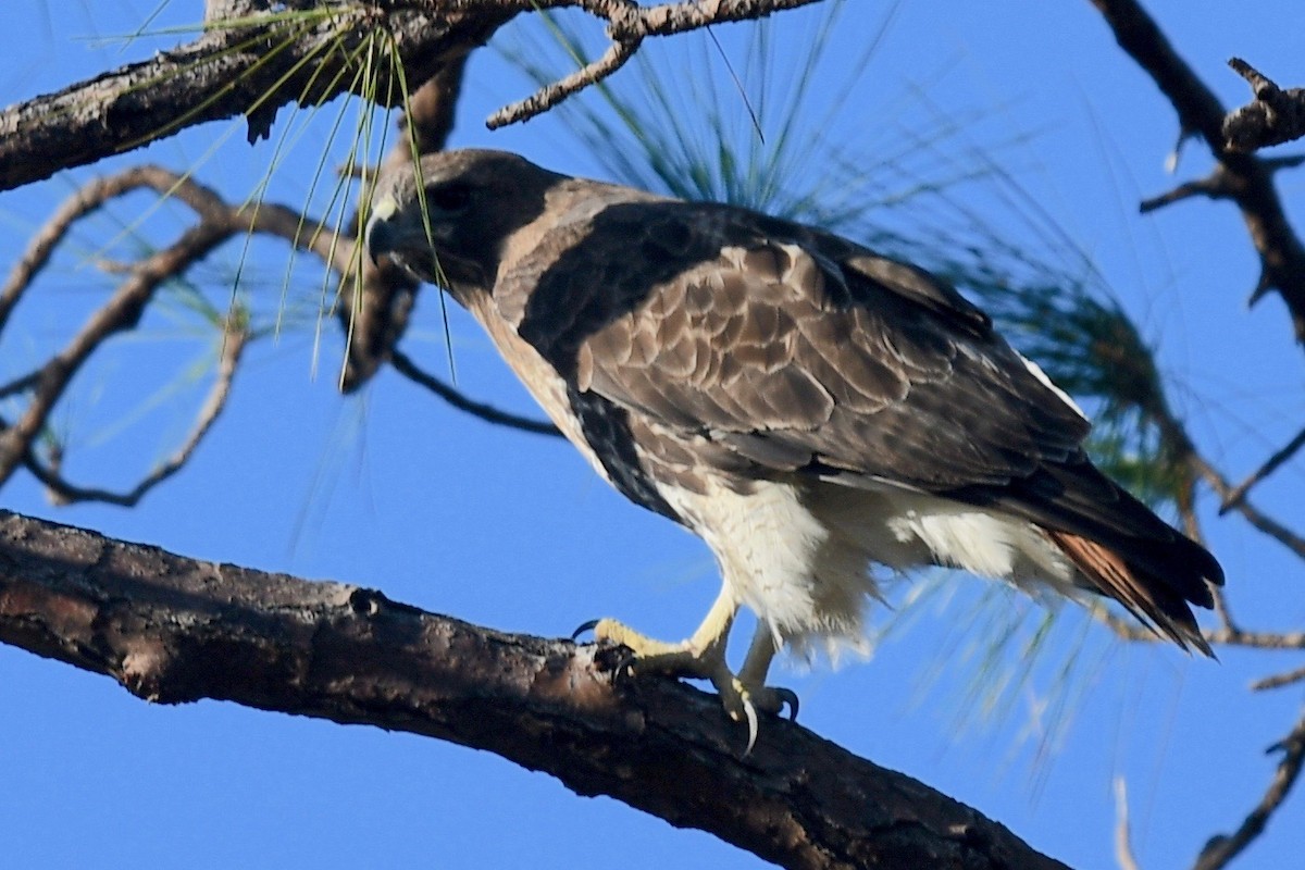 Red-tailed Hawk - ML523396121