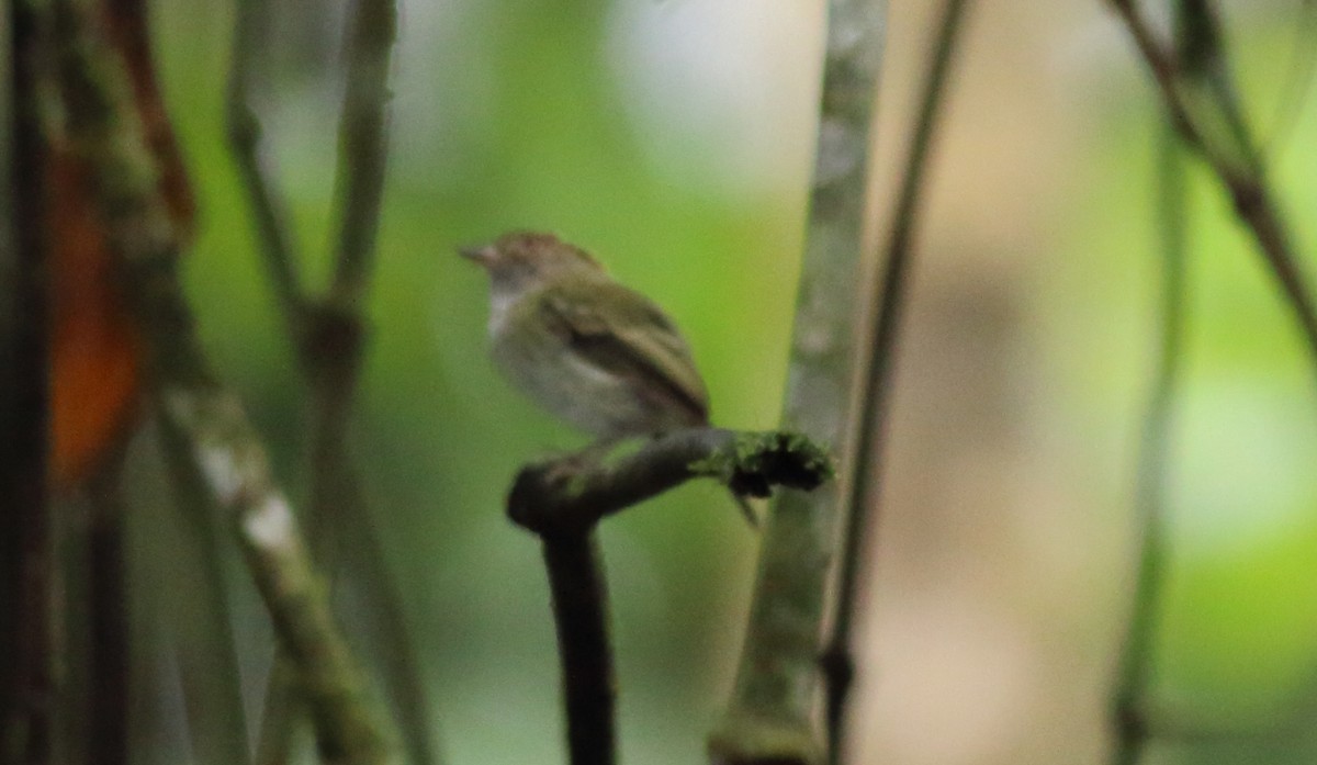Scale-crested Pygmy-Tyrant - ML52339671