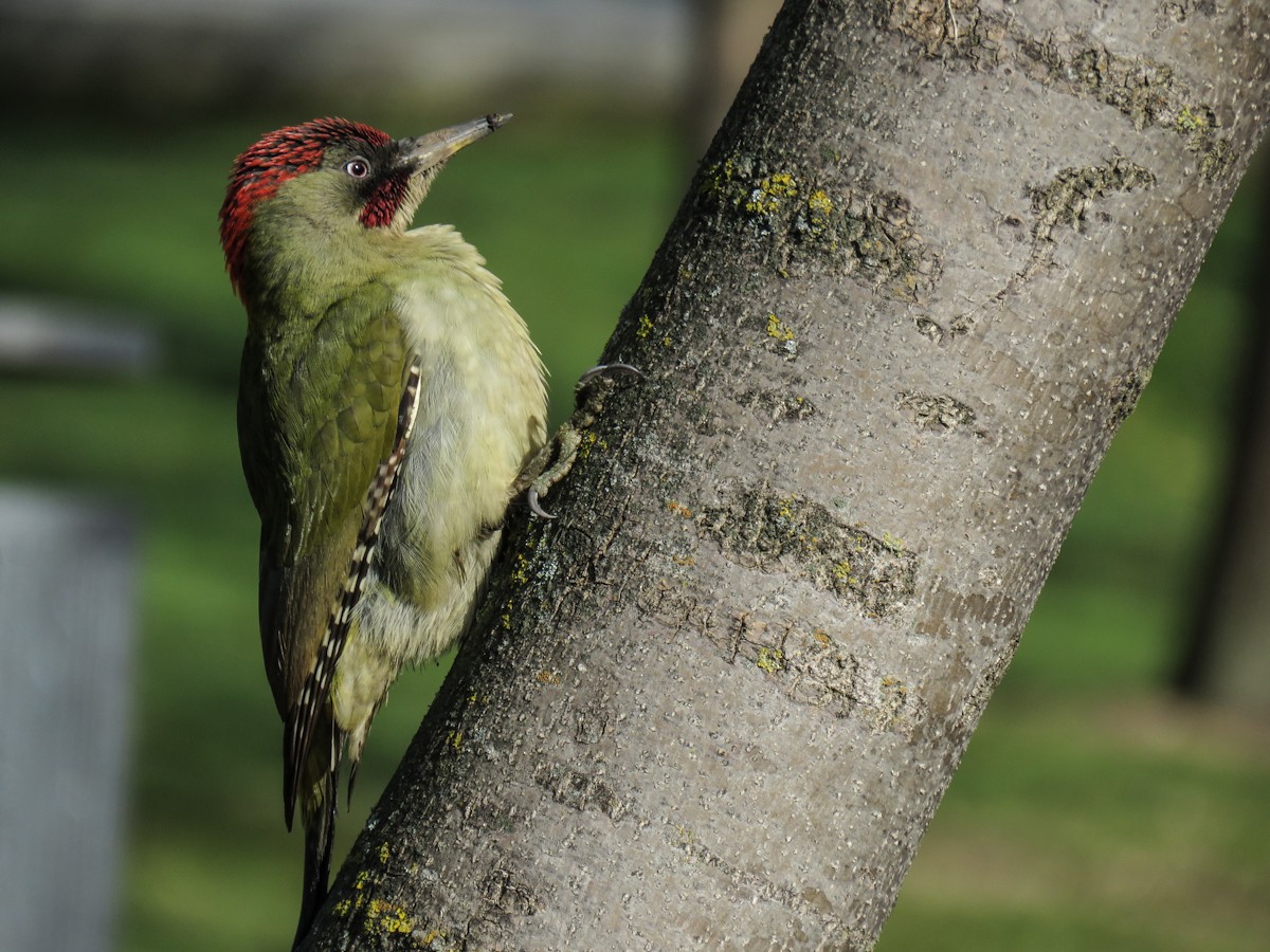 Iberian Green Woodpecker - ML523397151