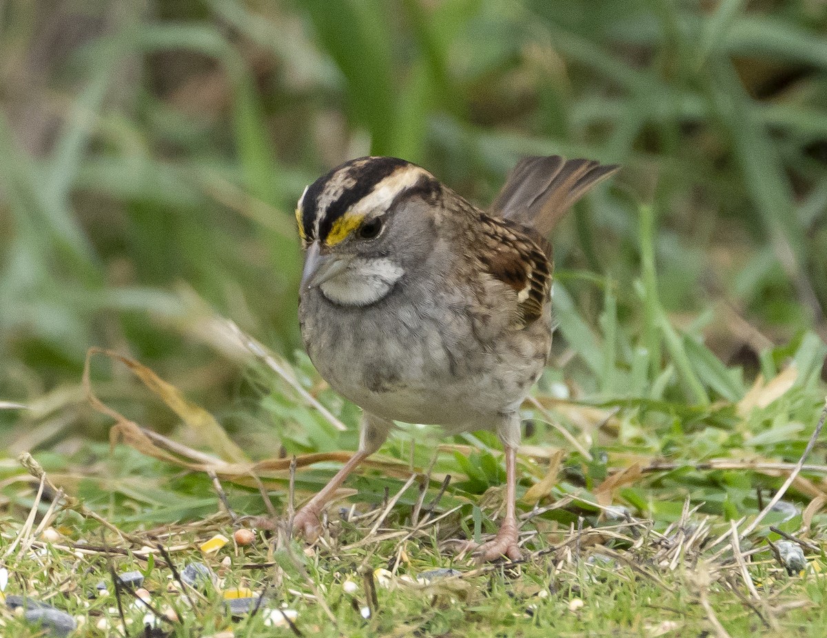White-throated Sparrow - Mike Wheeler