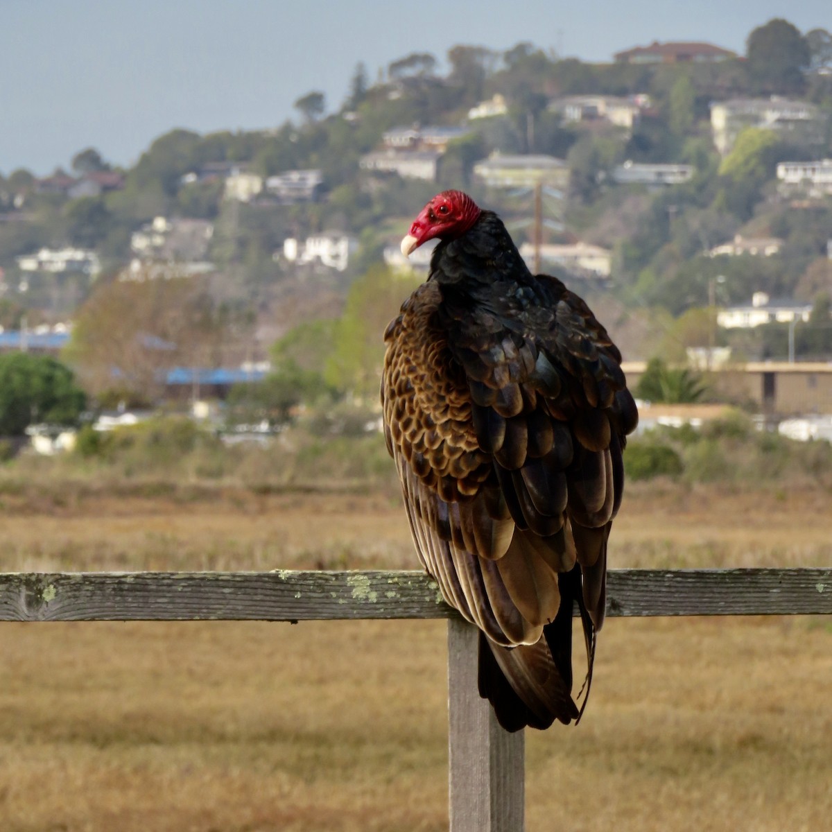 Turkey Vulture - Anita Toney