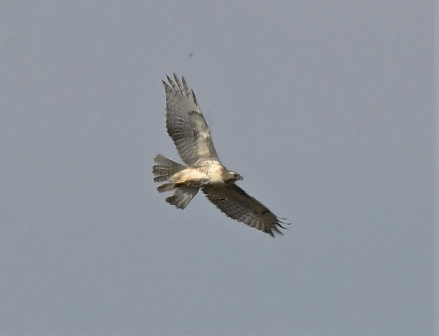 Red-tailed Hawk - ML523399641