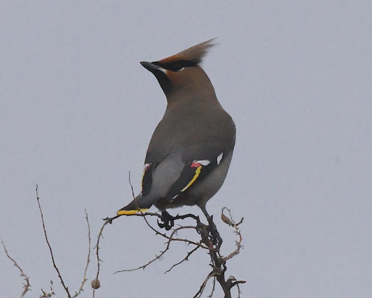 Bohemian Waxwing - Ted Wolff