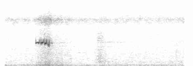 Marouette à sourcils blancs - ML523405541