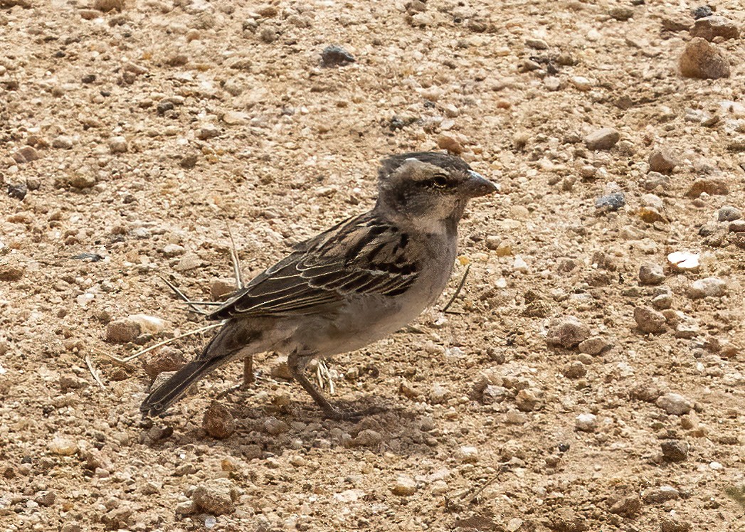 Shelley's Rufous Sparrow - Bob Martinka