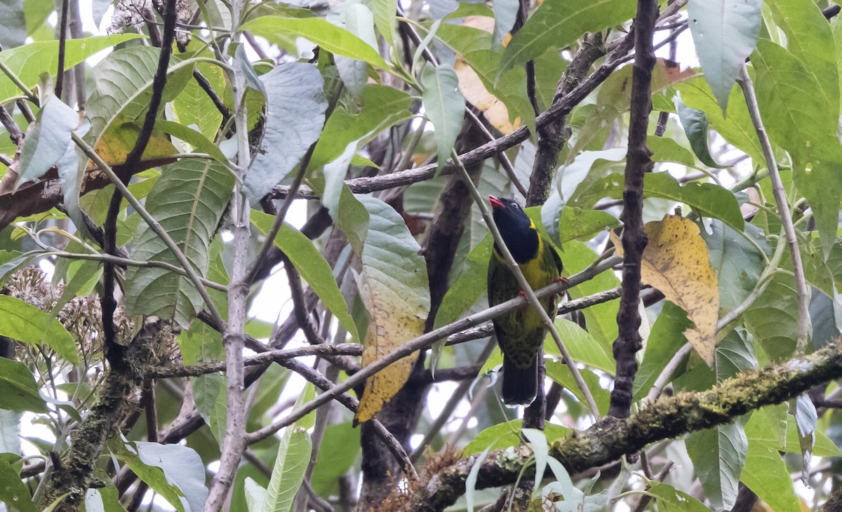 Band-tailed Fruiteater (signata) - ML523410461