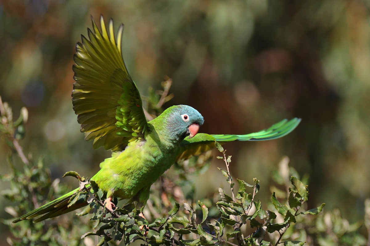 Blue-crowned Parakeet - Tiago Guerreiro
